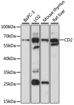 CD2 Antibody