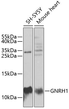 GNRH1 Antibody