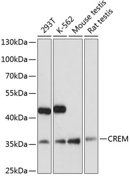 CREM Antibody