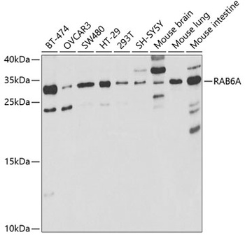 RAB6A Antibody