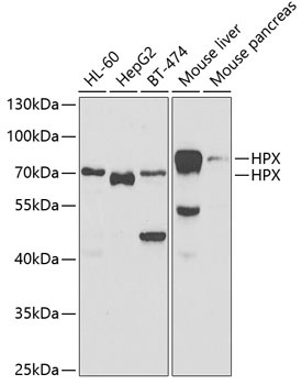HPX Antibody