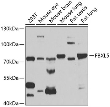FBXL5 Antibody