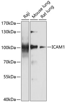ICAM1 Antibody
