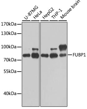 FUBP1 Antibody