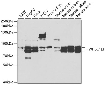 NSD3 Antibody