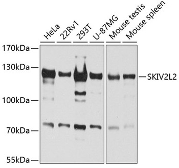 SKIV2L2 Antibody