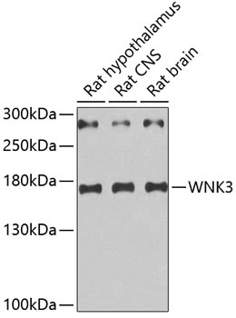 WNK3 Antibody