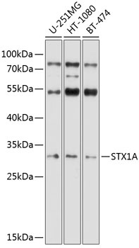 STX1A Antibody