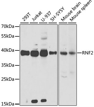 RNF2 Antibody