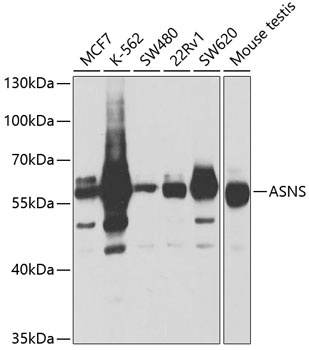 ASNS Antibody