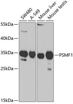 PSMF1 Antibody