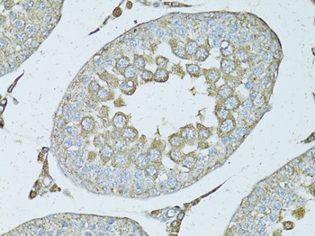 PSMF1 Antibody