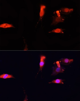 NRF1 Antibody