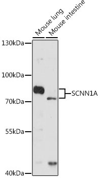 SCNN1A Antibody
