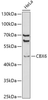 CBX6 Antibody