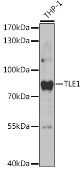 TLE1 Antibody