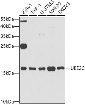 UBE2C Antibody