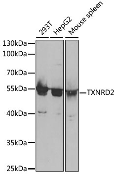 TXNRD2 Antibody