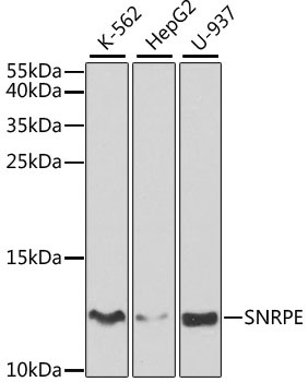 SNRPE Antibody