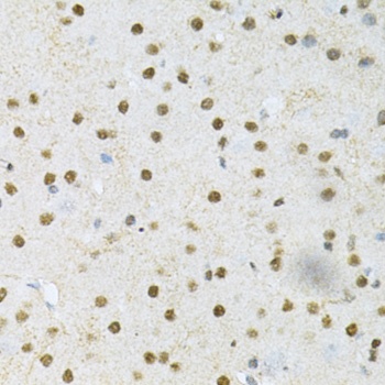 SNRPE Antibody