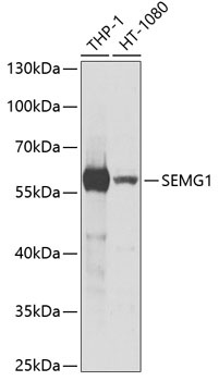 SEMG1 Antibody