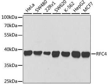 RFC4 Antibody