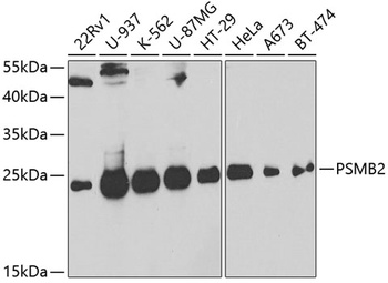 PSMB2 Antibody