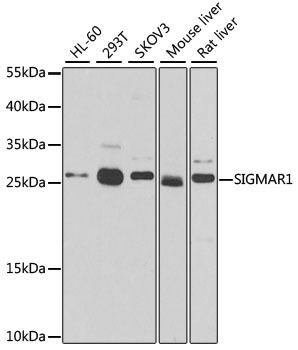 SIGMAR1 Antibody