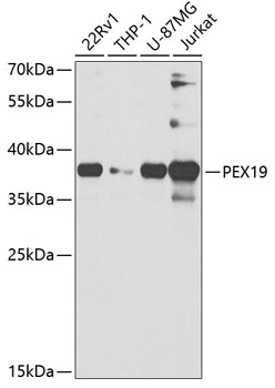 PEX19 Antibody