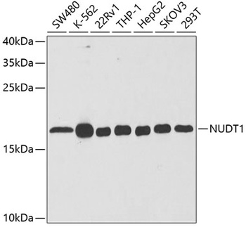 NUDT1 Antibody