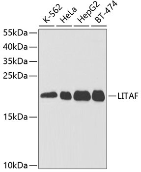 LITAF Antibody