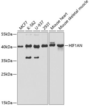 HIF1AN Antibody