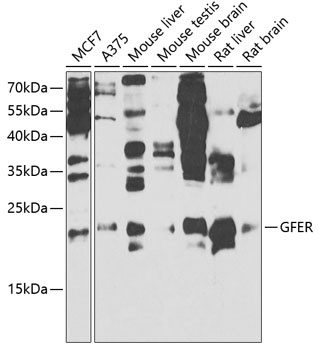 GFER Antibody