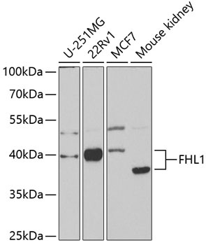 FHL1 Antibody
