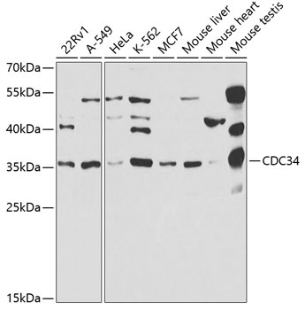 CDC34 Antibody