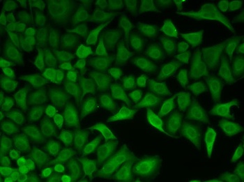 CDC34 Antibody