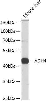 ADH4 Antibody