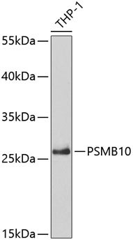 PSMB10 Antibody