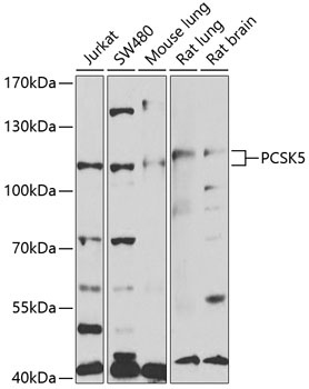 PCSK5 Antibody