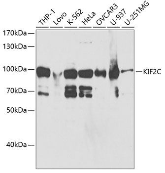 KIF2C Antibody