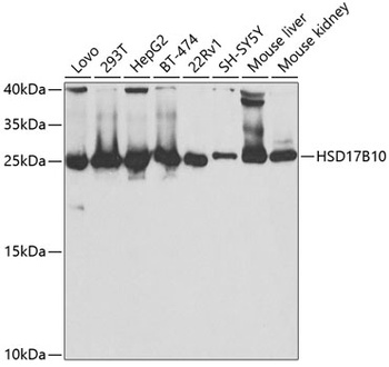 HSD17B10 Antibody