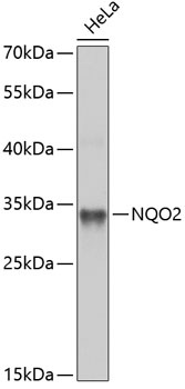 NQO2 Antibody