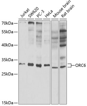 ORC6 Antibody