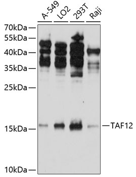 TAF12 Antibody