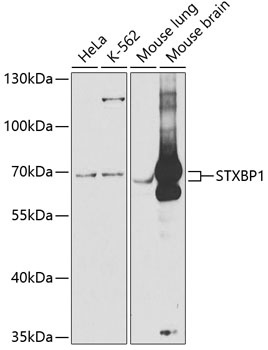 STXBP1 Antibody
