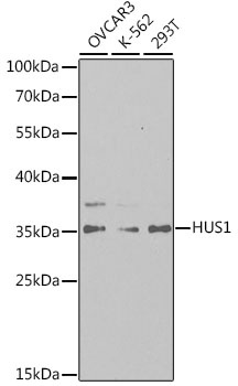 HUS1 Antibody