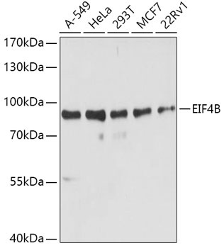 EIF4B Antibody