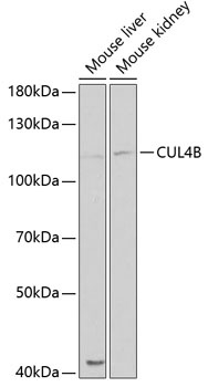 CUL4B Antibody