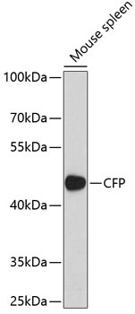 CFP Antibody