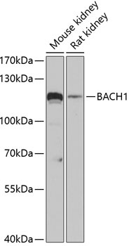 BACH1 Antibody